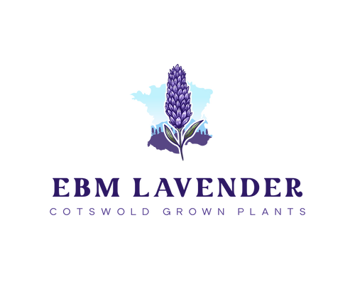 EBM Lavender